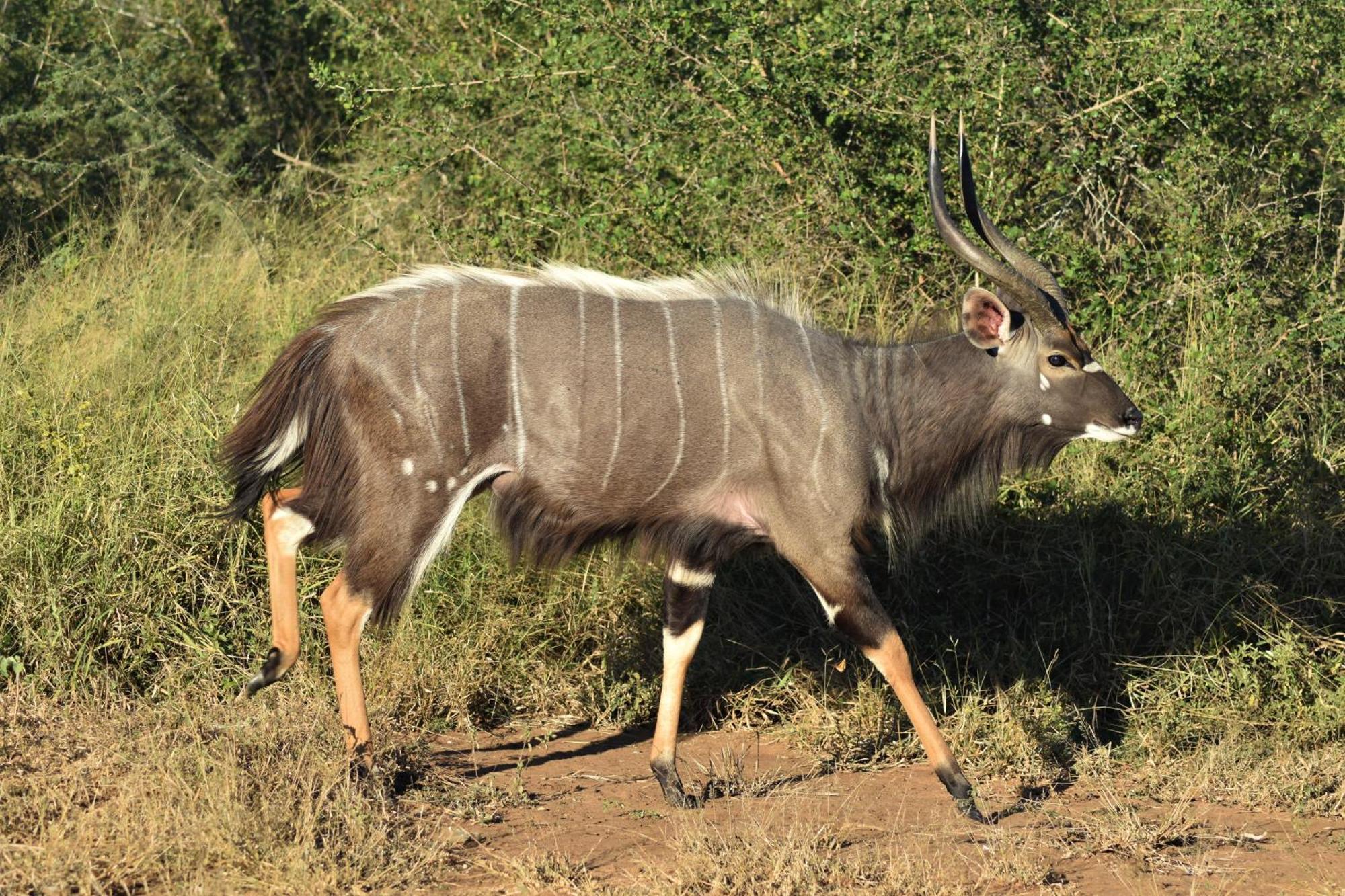 The Baobab Bush Lodge And Villa Hoedspruit Kültér fotó