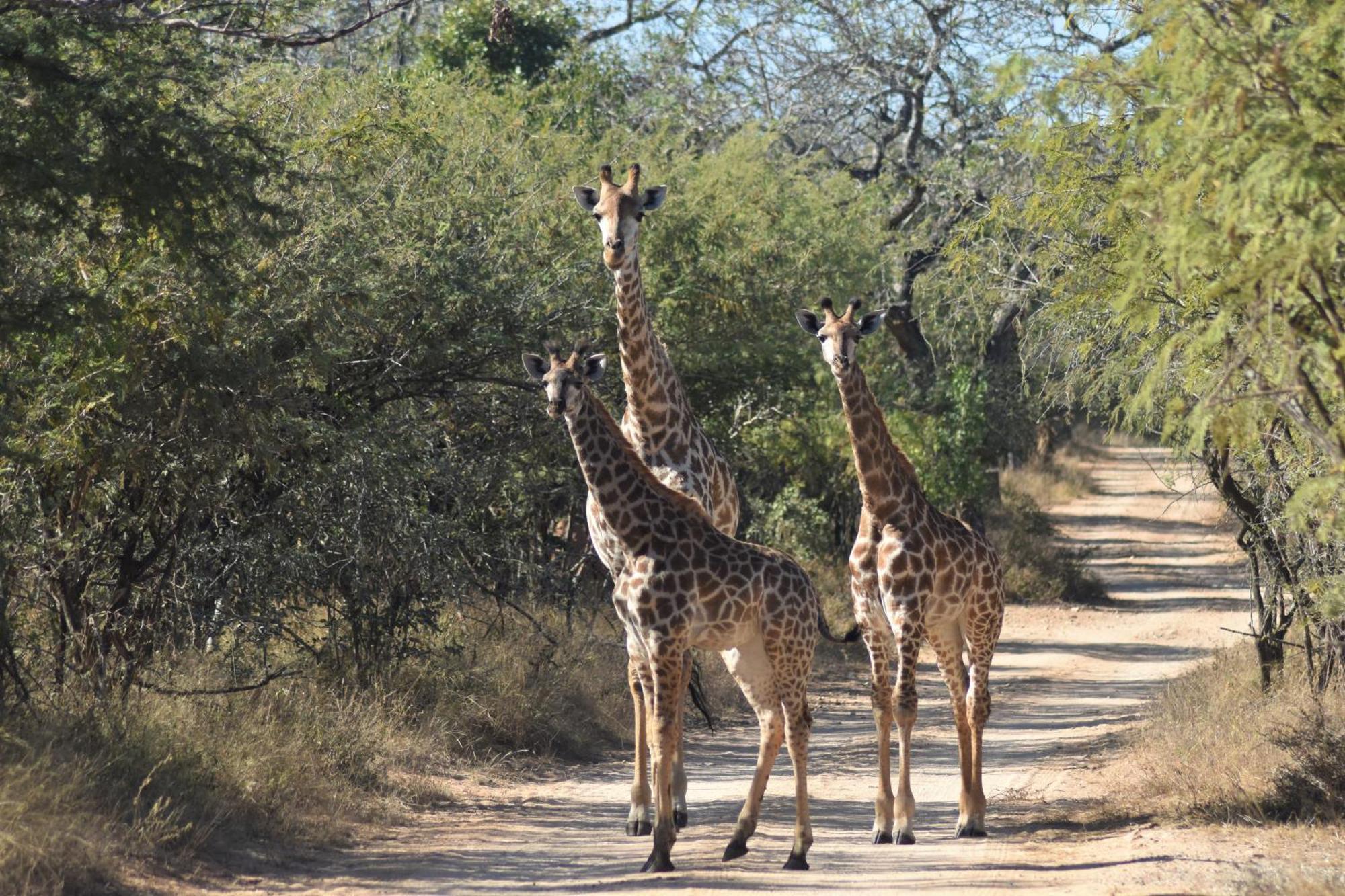 The Baobab Bush Lodge And Villa Hoedspruit Kültér fotó