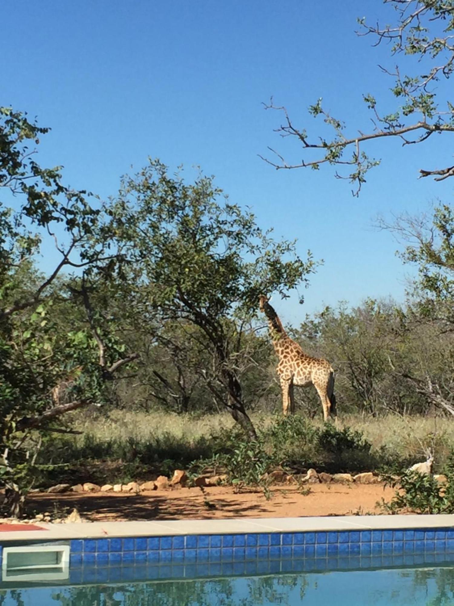 The Baobab Bush Lodge And Villa Hoedspruit Kültér fotó